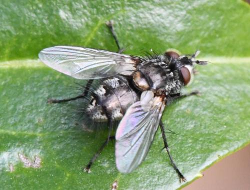 Bothria frontosa